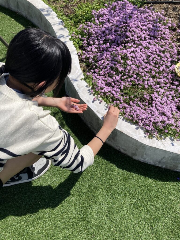 ハーブ探し