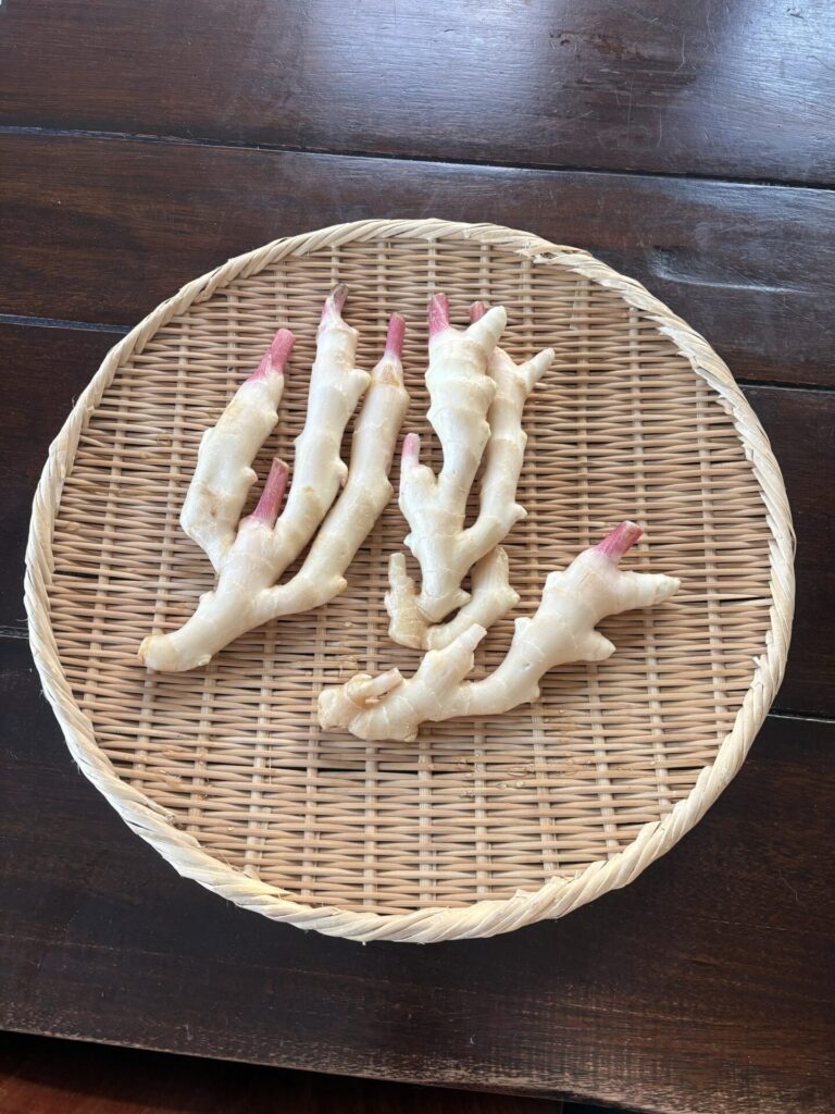 新ショウガ