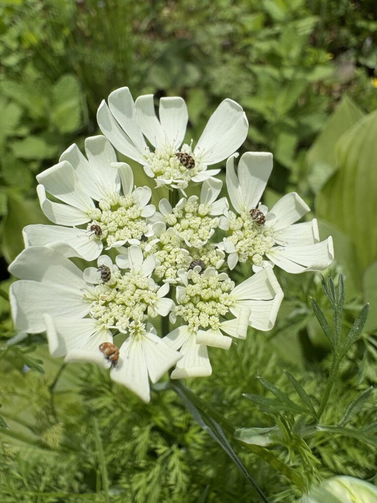 花と虫