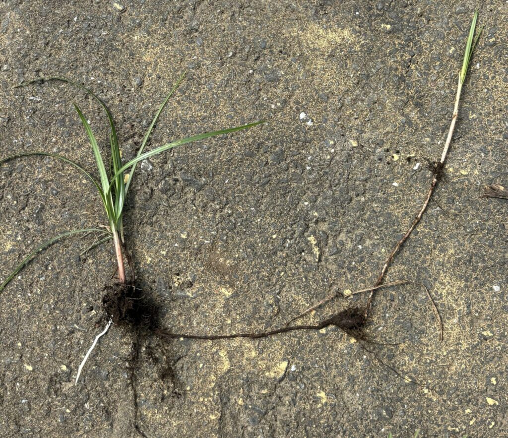 はますげ塊茎