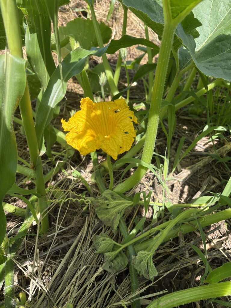 かぼちゃの花