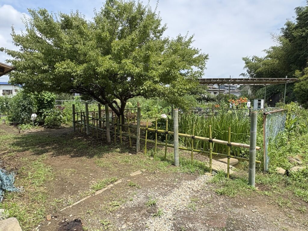 竹柵